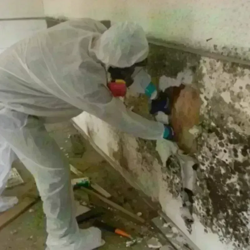 Mold Remediation and Removal in Hardin County, TN